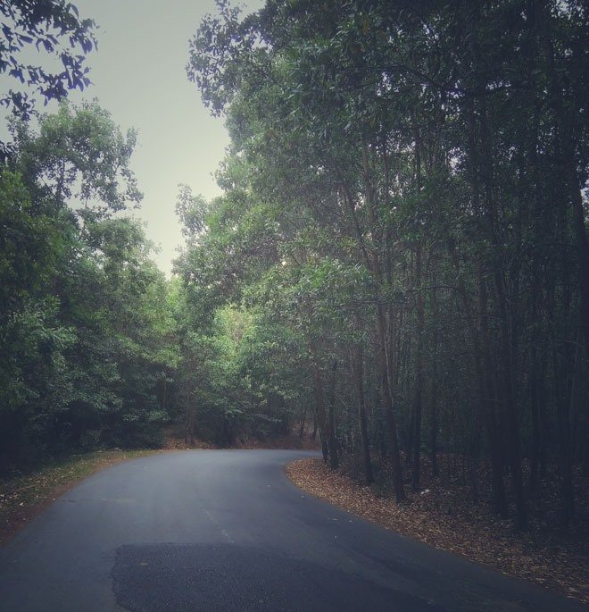 Con đường làng rợp xanh bóng tre.
